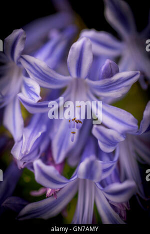 Eine Nahaufnahme von einem Agapanthus. Schmucklilie. Stockfoto