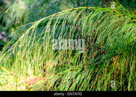 Wassertropfen auf den Blättern in Stellenbosch Universität Botanischer Garten, Südafrika Stockfoto
