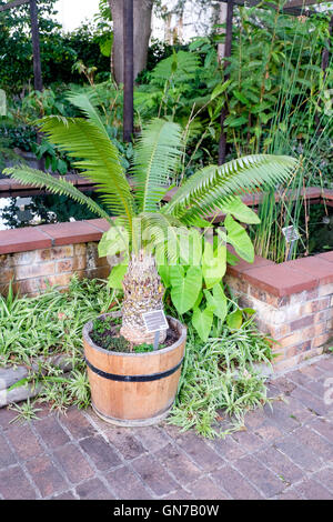 Dioon Spinulosum, giant Dioon oder Kaugummi Palm, in Stellenbosch Universität Botanischer Garten, Südafrika Stockfoto