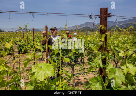 Weingut, Weinberg Arbeiter, aufbinden Weinreben, beschneiden Weinreben, Robert Biale Weinberge, große Ranch Road, Napa, Napa Valley, Kalifornien Stockfoto