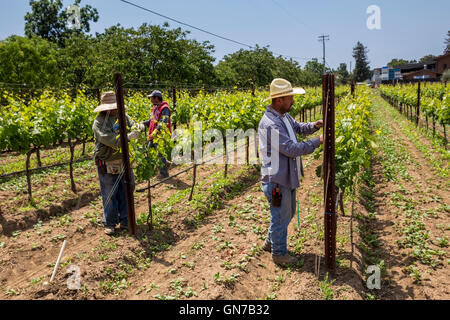 Weingut, Weinberg Arbeiter, aufbinden Weinreben, beschneiden Weinreben, Robert Biale Weinberge, große Ranch Road, Napa, Napa Valley, Kalifornien Stockfoto