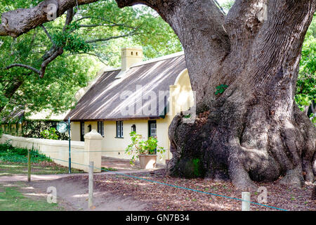 Rose im Garten des Vergelegen historischen Weingut in Somerset West, Western Cape Provinz von Südafrika Terrasse Stockfoto