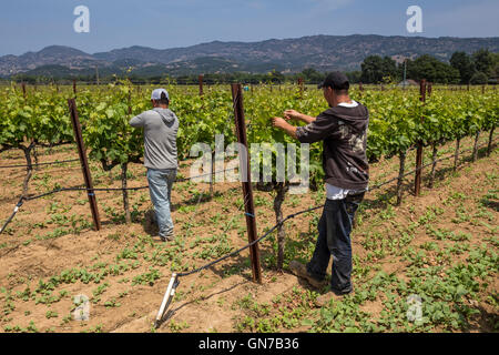 Weingut, Weinberg Arbeiter, aufbinden Weinreben, beschneiden Weinreben, Robert Biale Weinberge, große Ranch Road, Napa, Napa Valley, Kalifornien Stockfoto