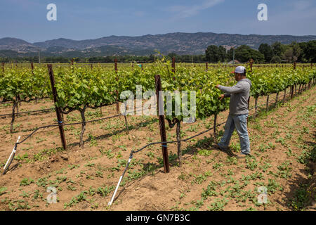 Weingut, Weinberg Arbeiter, aufbinden Weinreben, beschneiden Weinreben, Robert Biale Weinberge, große Ranch Road, Napa, Napa Valley, Kalifornien Stockfoto