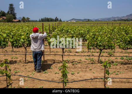 Weingut, Weinberg Arbeiter, aufbinden Weinreben, beschneiden Weinreben, Robert Biale Weinberge, große Ranch Road, Napa, Napa Valley, Kalifornien Stockfoto