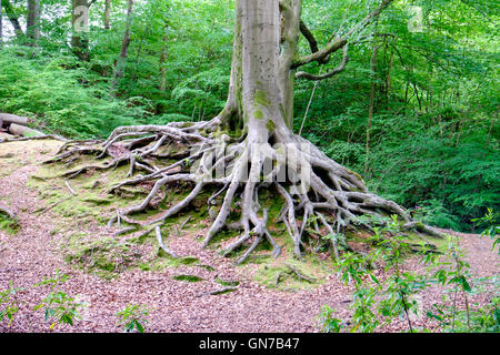 Baumwurzeln in Smithills Hall Gärten, Bolton, Großbritannien Stockfoto