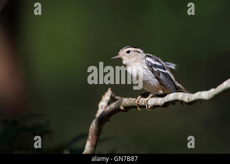 Schwarz-weiß-Grasmücke (Mniotilta Varia) am Zweig, Edwin B. Forsythe National Wildlife Refuge, New Jersey, USA Stockfoto