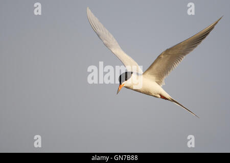 Forster Seeschwalbe (Sterna Forsteri) während des Fluges, Edwin B. Forsythe National Wildlife Refuge, New Jersey, USA Stockfoto