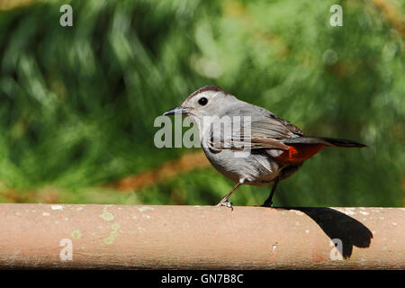 Graues Catbird (Dumetella Carolinensis) am Zaun, Edwin B. Forsythe National Wildlife Refuge, New Jersey, USA Stockfoto