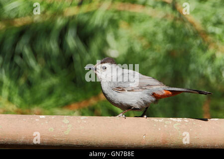 Graues Catbird (Dumetella Carolinensis) am Zaun, Edwin B. Forsythe National Wildlife Refuge, New Jersey, USA Stockfoto