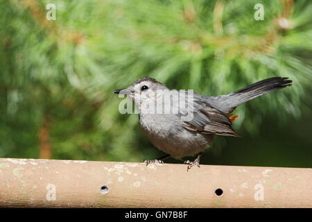 Graues Catbird (Dumetella Carolinensis) am Zaun, Edwin B. Forsythe National Wildlife Refuge, New Jersey, USA Stockfoto