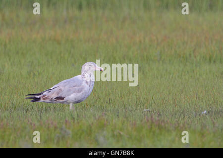 Amerikanische Silbermöwe (Larus Argentatus Smithsonianus) im Rasen Feld, Edwin B. Forsythe National Wildlife Refuge, New Jersey Stockfoto