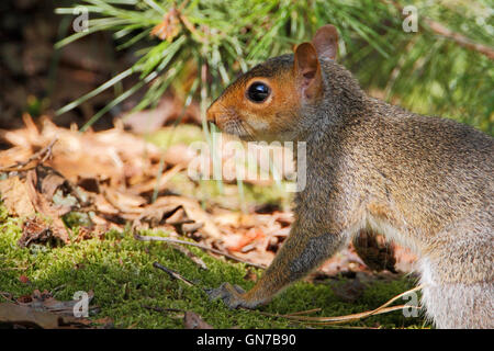 Östliche graue Eichhörnchen (Sciurus Carolinensis), Edwin B. Forsythe National Wildlife Refuge, New Jersey, USA Stockfoto