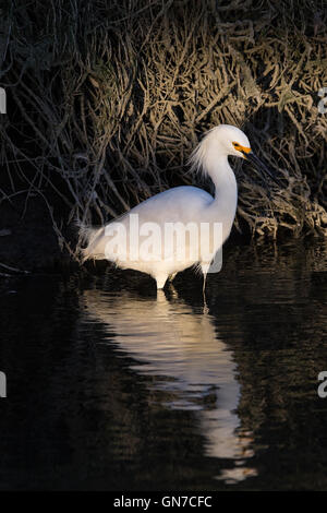 Snowy Silberreiher (Egretta unaufger), Palo Alto Baylands, Palo Alto, California, Vereinigte Staaten von Amerika Stockfoto