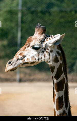 Retikuliert Giraffe (Giraffa Plancius Reticulata), Oakland Zoo, Oakland, California, Vereinigte Staaten von Amerika Stockfoto