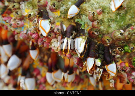 Gans Entenmuscheln (Bestellung Pedunculata), auch genannt gestielten Seepocken oder Schwanenhals Seepocken auf einem abgewrackten Bouy. Stockfoto