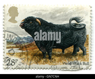 Vereinigtes Königreich - CIRCA 1984: A britische verwendete Briefmarke zeigt ein Welsh Black Bull, ca. 1984 Stockfoto