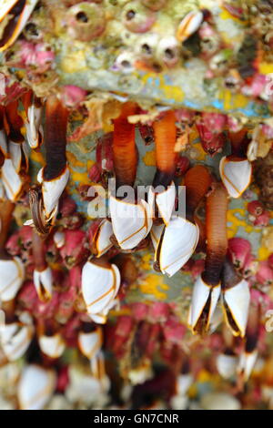 Gans Entenmuscheln (Bestellung Pedunculata), auch genannt gestielten Seepocken oder Schwanenhals Seepocken auf einem abgewrackten Bouy. Stockfoto