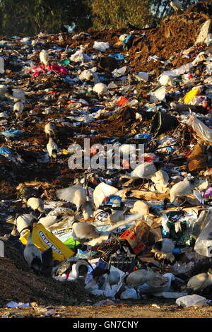 Australische White Ibis Vögel auf Nahrungssuche unter Müll Müll an ein Tipp - oder waste Management Facility - in New South Wales, Australien. Stockfoto