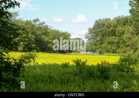 Türkei-Sumpf-Park, Freehold, New Jersey Stockfoto