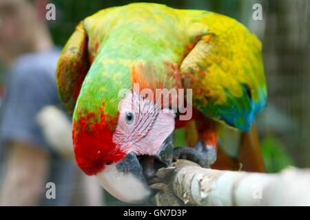 Ein Hybrid hellroten Aras in Costa Rica Stockfoto