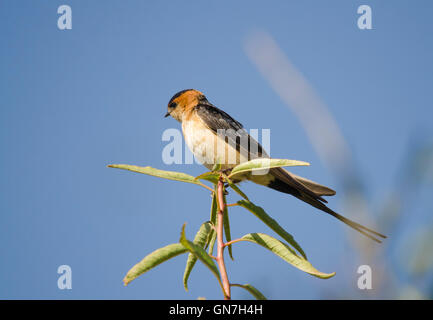 Rot-rumped Schwalbe Cecropis Daurica, Vogel im Mandelbaum, Spanien. Stockfoto