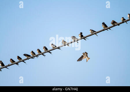 Vögel, Schwalben Scheune auf einem Draht, einer fliegenden sitzen. Spanien. Stockfoto