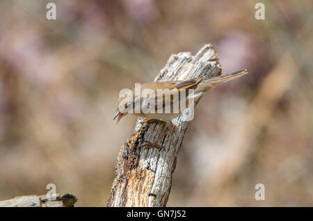 Gemeinsamen Whitethroat Sylvia Communis im Garten, Spanien. Stockfoto