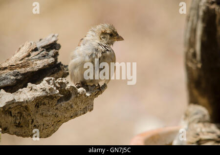 Juvenile Haussperling, Passer Domesticus neben Wasserbecken. Spanien. Stockfoto