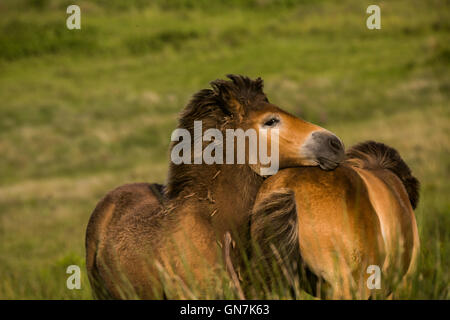 Exmoor Ponys auf Withypool gemeinsamen Landacre Brücke, Exmoor, Großbritannien Stockfoto