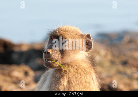 Chacma Baboon (Papio ursinus) im Kruger National Park Stockfoto