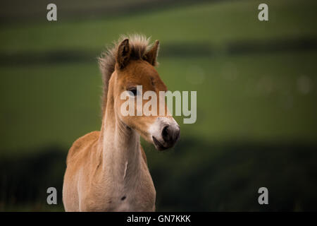 Exmoor Pony Fohlen, Exmoor, Großbritannien Stockfoto