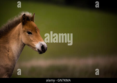 Exmoor Pony Fohlen, Exmoor, Großbritannien. Stockfoto