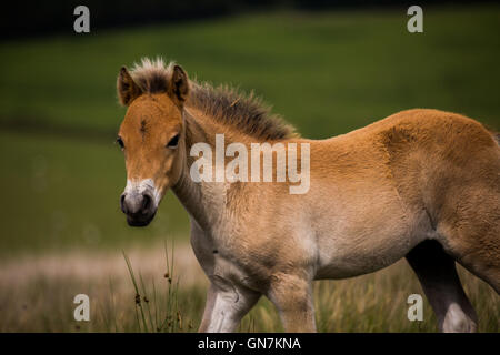 Exmoor Pony Fohlen, Exmoor, Großbritannien. Stockfoto