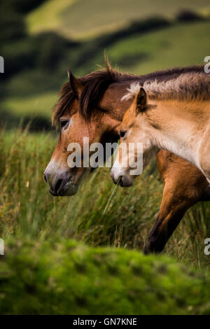 Exmoor Pony & Fohlen auf Exmoor, Großbritannien Stockfoto
