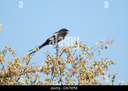 Elster Shrike (Urolestes Melanoleucus) auf einem Busch im Krüger Nationalpark Stockfoto