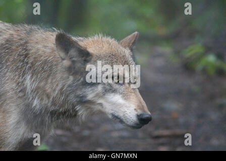Timber Wolf Jagd in den Wald. schwarz-weiß Fotografie mit Farbe wolf