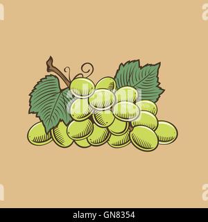 Trauben im Vintage-Stil. Farbige Vektor-illustration Stock Vektor
