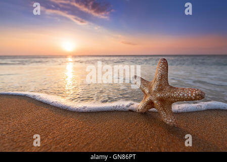 Seestern am Strand Stockfoto