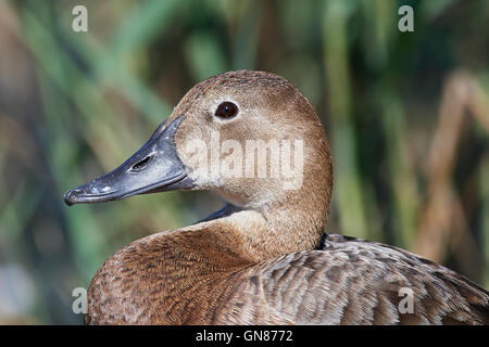 Closeup Portrait von einem gemeinsamen Tafelenten mit Vegetation im Hintergrund Stockfoto