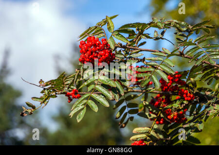 Rot Rowan (Eberesche) (Sorbus Aucuparia) Beere Cluster, Derbyshire, England, Stockfoto