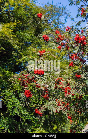 Rot Rowan (Eberesche) (Sorbus Aucuparia) Beere Cluster, Derbyshire, England, Stockfoto