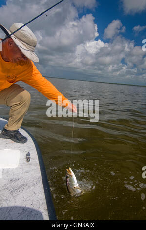 Großen Gator "Forellen sind oft gefangen in Mücke Lagune und Indian River Gebiete an der Ostküste Floridas. Stockfoto