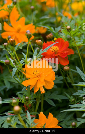 Cosmos Sulphureus "Gemischte Helligkeit" Blumen. Stockfoto