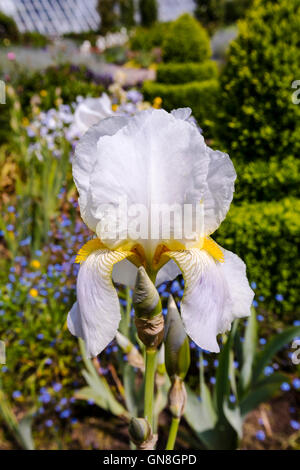 White-Bartiris (Iris Germanica) in voller Blüte in Großaufnahme krautige Grenze. Stockfoto