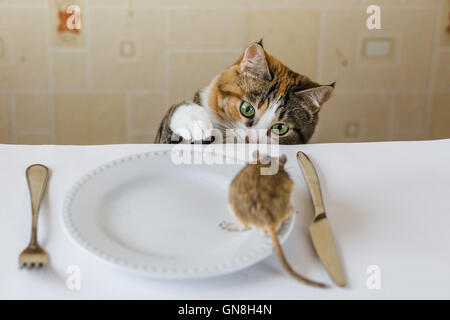 Katze spielt mit Wüstenrennmaus Mäuschen auf dem Tisch Vorlegebesteck. Konzept der Beute, Nahrung, Pest. Stockfoto