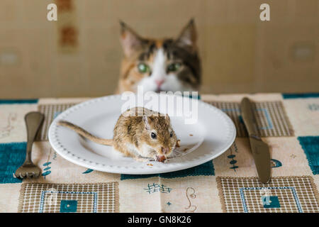 Katze starrt Wüstenrennmaus Mäuschen auf dem Tisch. Konzept der Beute, Nahrung, Pest. Stockfoto
