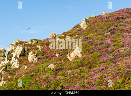 Heather in voller Blüte an der nördlichen Küste von Jersey. Stockfoto