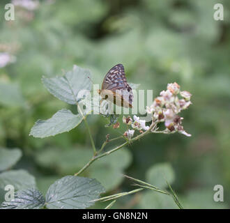 Gewaschene Fritillary Butterfly Valesina Silber Stockfoto