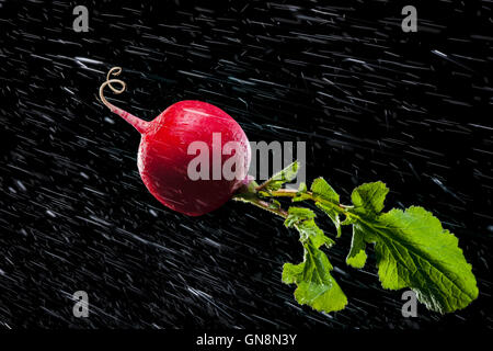 Radieschen in Spritzer auf schwarzem Hintergrund. Close-up. Eine Reihe von Obst und Gemüse in Bewegung. Stockfoto